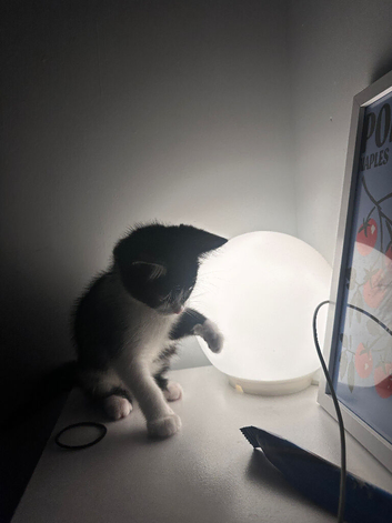 Gorgeous 10 Week Old Kitten Looking for Her Forever Home