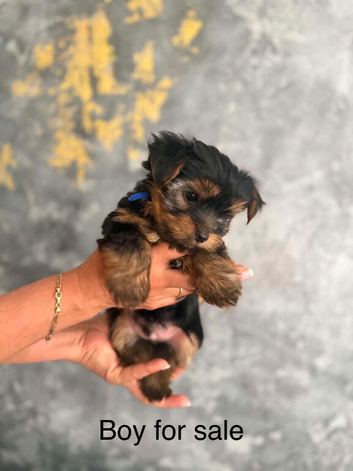 mini yorkshire terrier