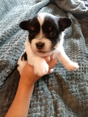 Last puppy left if