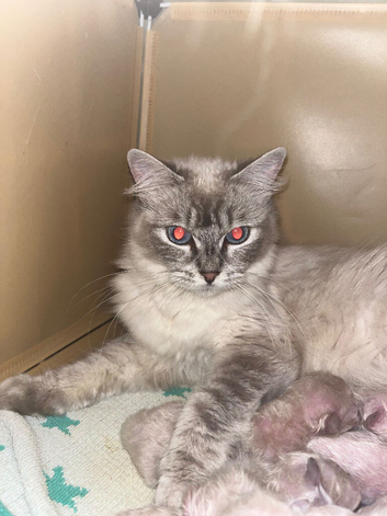 Beautiful mink & traditional ragdoll kittens