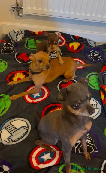 Russian toy terrier