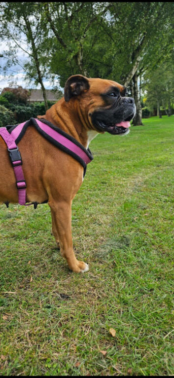 Cara - Beautiful Pedigree Boxer Girl Seeking a Loving Home