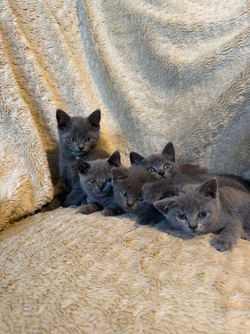 British short hair beauties ready soon
