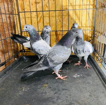 Pigeons