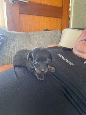 Adorable puppies