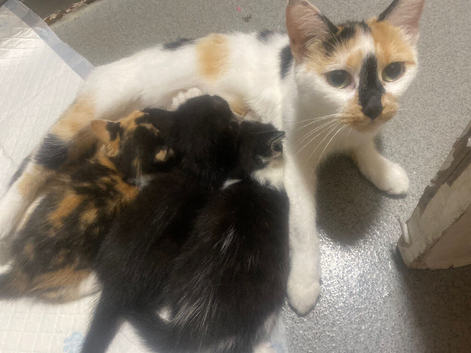 Kittens looking for there forever homes