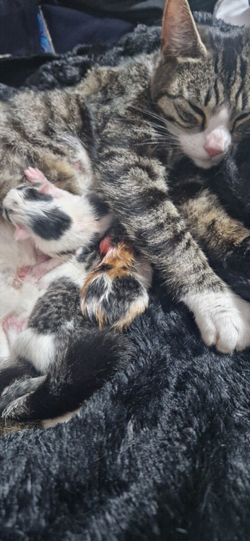 2x male kittens