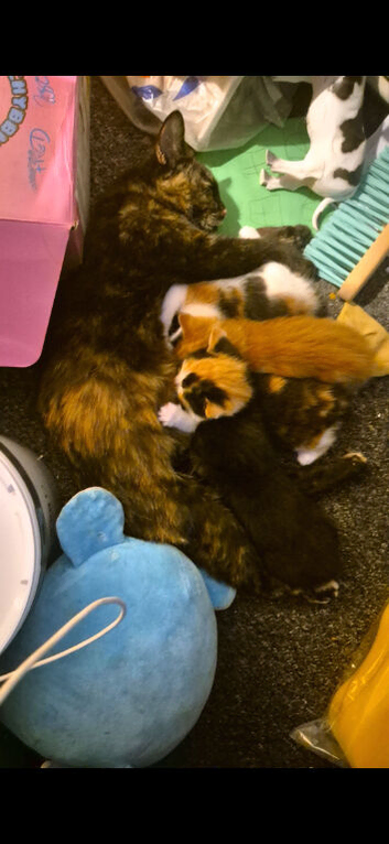 Mixed breed kittens