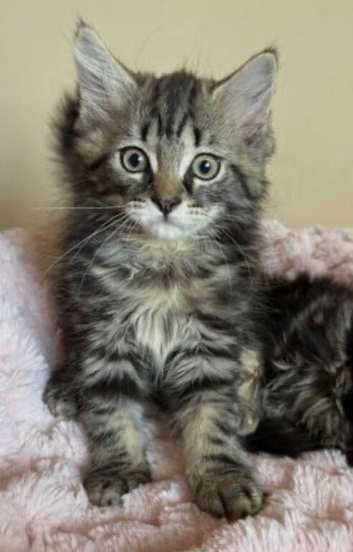 Maine coon x kittens