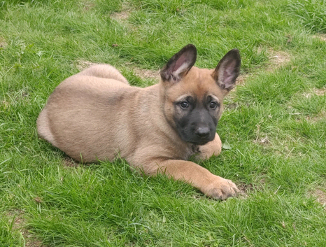 German Shepherd x Belgium Malinois