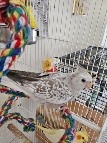 Cockatiel chicks hand tame