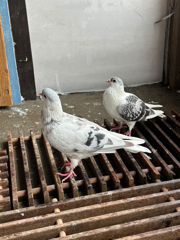 AFGHAN PIGEONS
