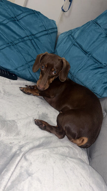Female Daschund needs new home
