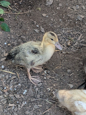 3x Appleyard ducklings