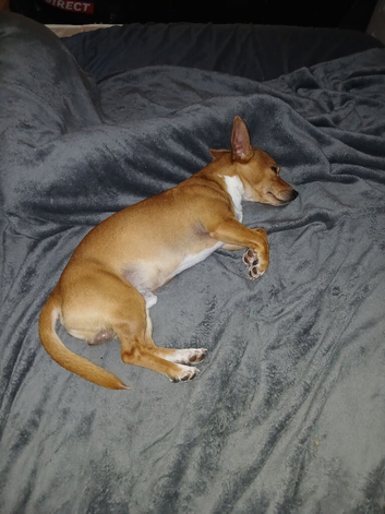 Jack russel/chihuahua