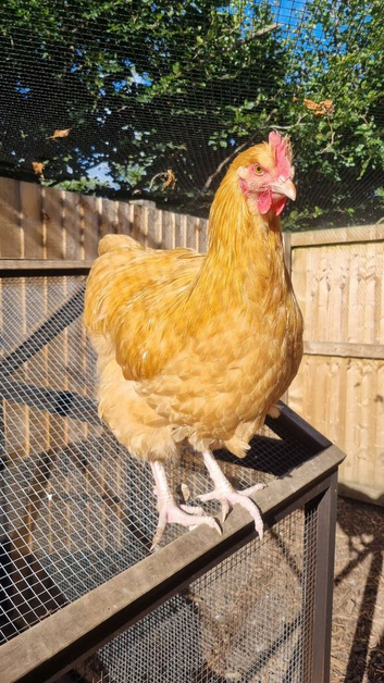 Buff Orpington Cockerels