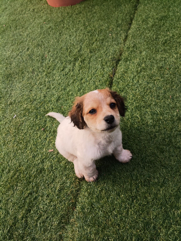 *update only 2 girls and 1 boy left now* 4 left of 8 lovely jack Russell puppies