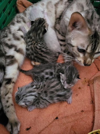 Mum and 3 beautiful bengal girls
