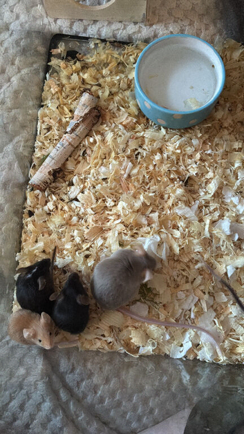 Female mice