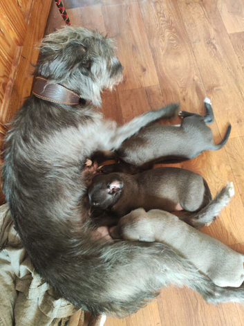 Bedlington whippet puppies.