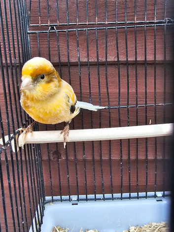 Harliquin canary( hen)
