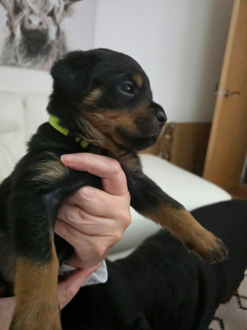 Rottweiler pup for sale