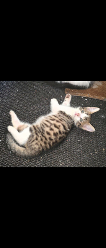 Brngal kitten male