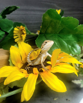 Baby bearded dragon