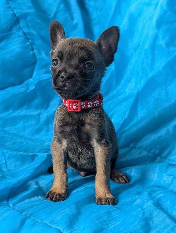 Belgian shepherd mix