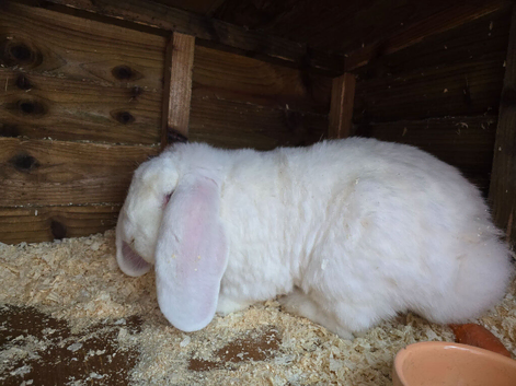 Rew french lop buck 10 months show stock