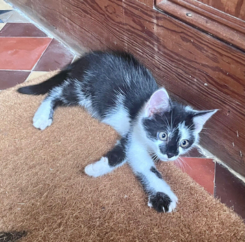 2 beautiful friendly kittens.