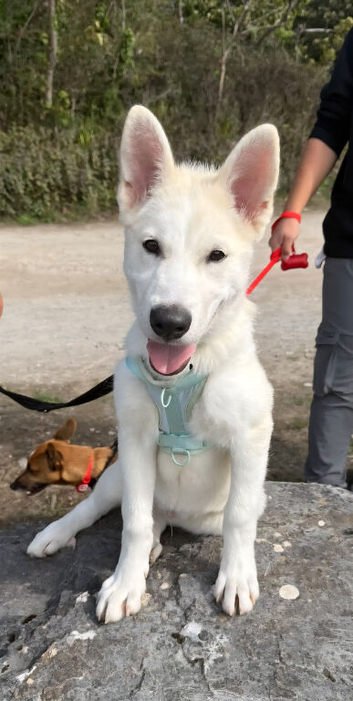 Siberian husky puppy looking for a forever home