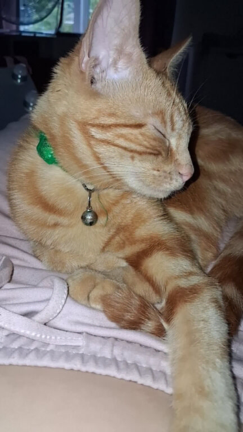 Ginger male cat