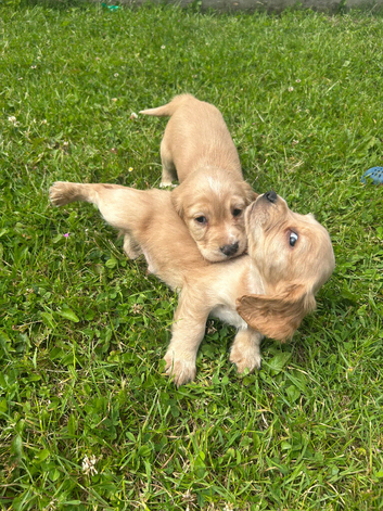 Cocker spaniel puppies