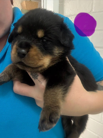 Rottweiler puppies