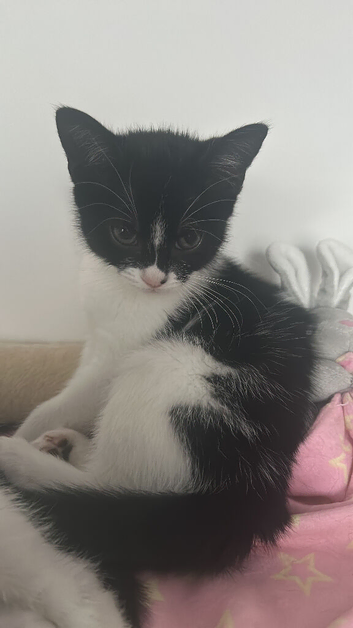 Kittens
