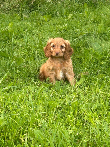 Cockapoo pups