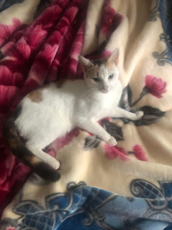 2 years old female