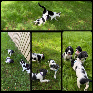 KC registered English Springer Spaniels