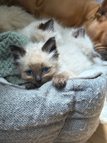 Pure beautiful ragdolls