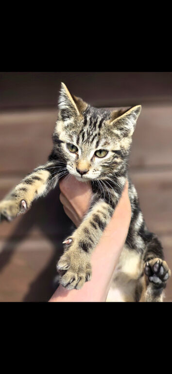 Silver reverse bengal male 20 weeks old