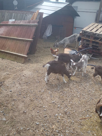 Goat kids for sale