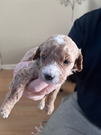 Cavapoo x cockapoo 7 gorgeous pups looking for forever home