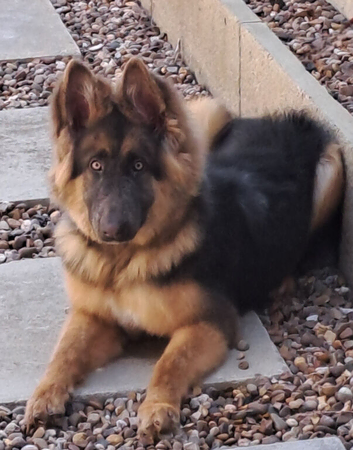 Beautiful kc blue&tan pup