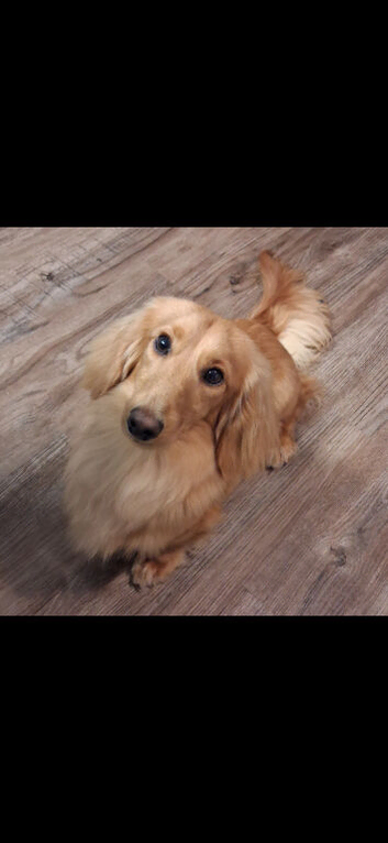 Dachshund stud