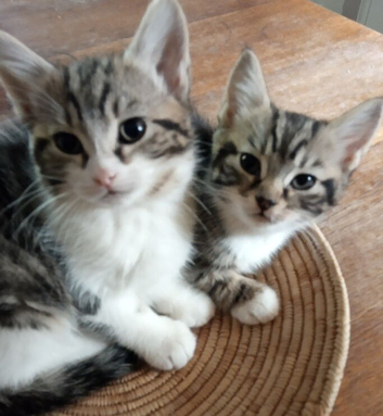 Adorable Kittens (Can be delivered)