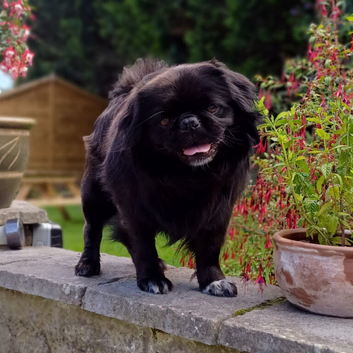 FLUFFY PUG STUD carries every colour Inc husky