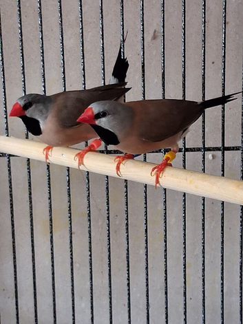 Pair of Hex finches
