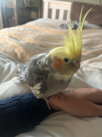 Amazing charactered female hand tame cockatiel