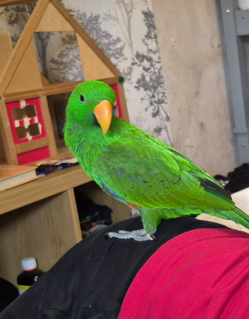 Stunning solomon Eclectus